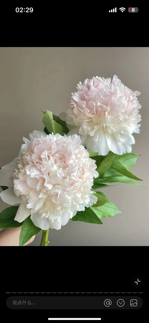 荷兰进口芍药冰岛雪糕