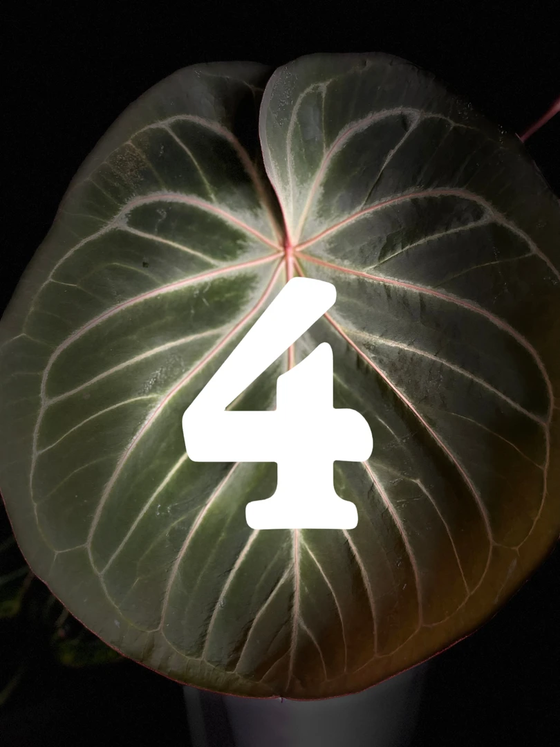 芃野4号链接精品小苗天南星科热带花烛植物室内盆栽绿植桌面