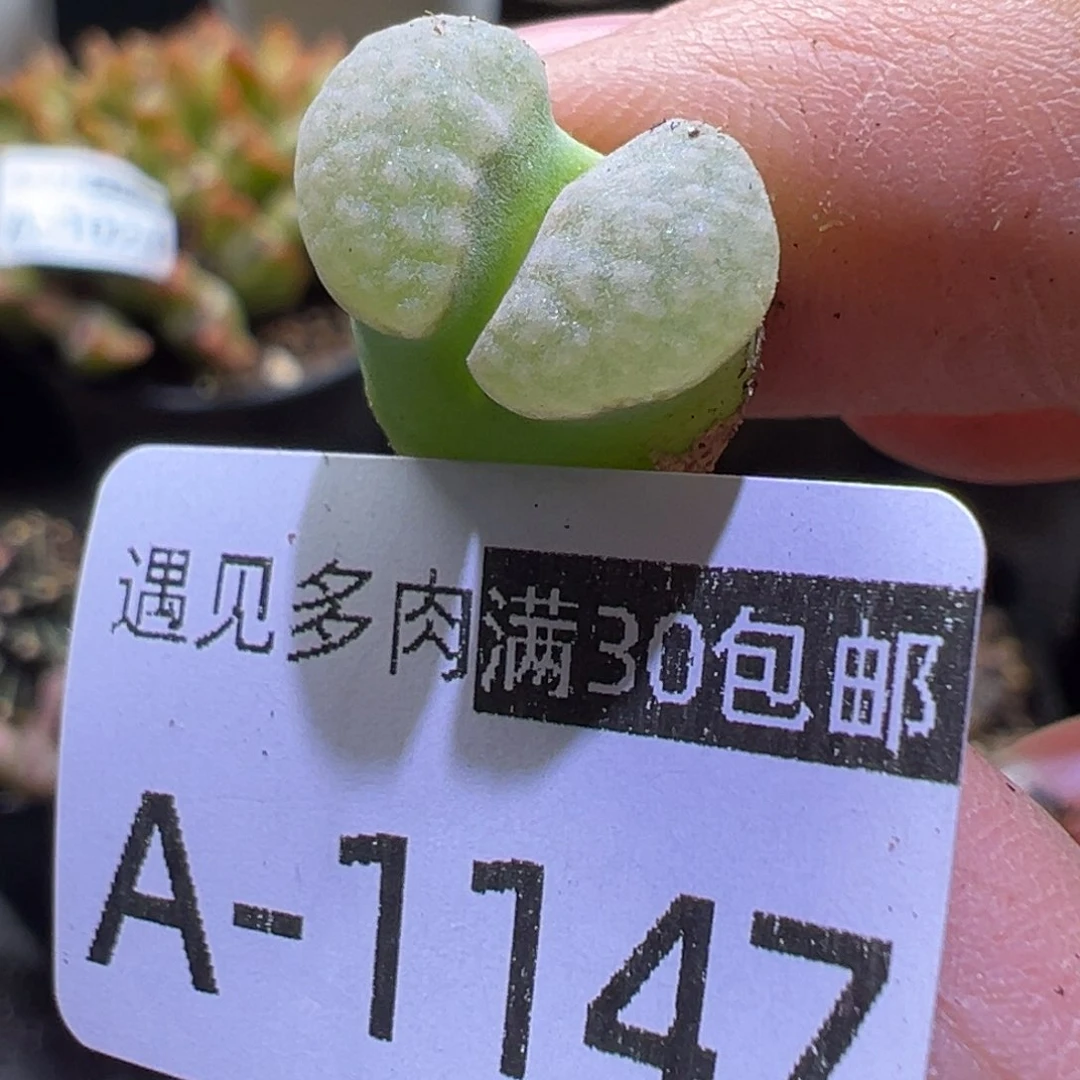 多肉植物1111111111111111