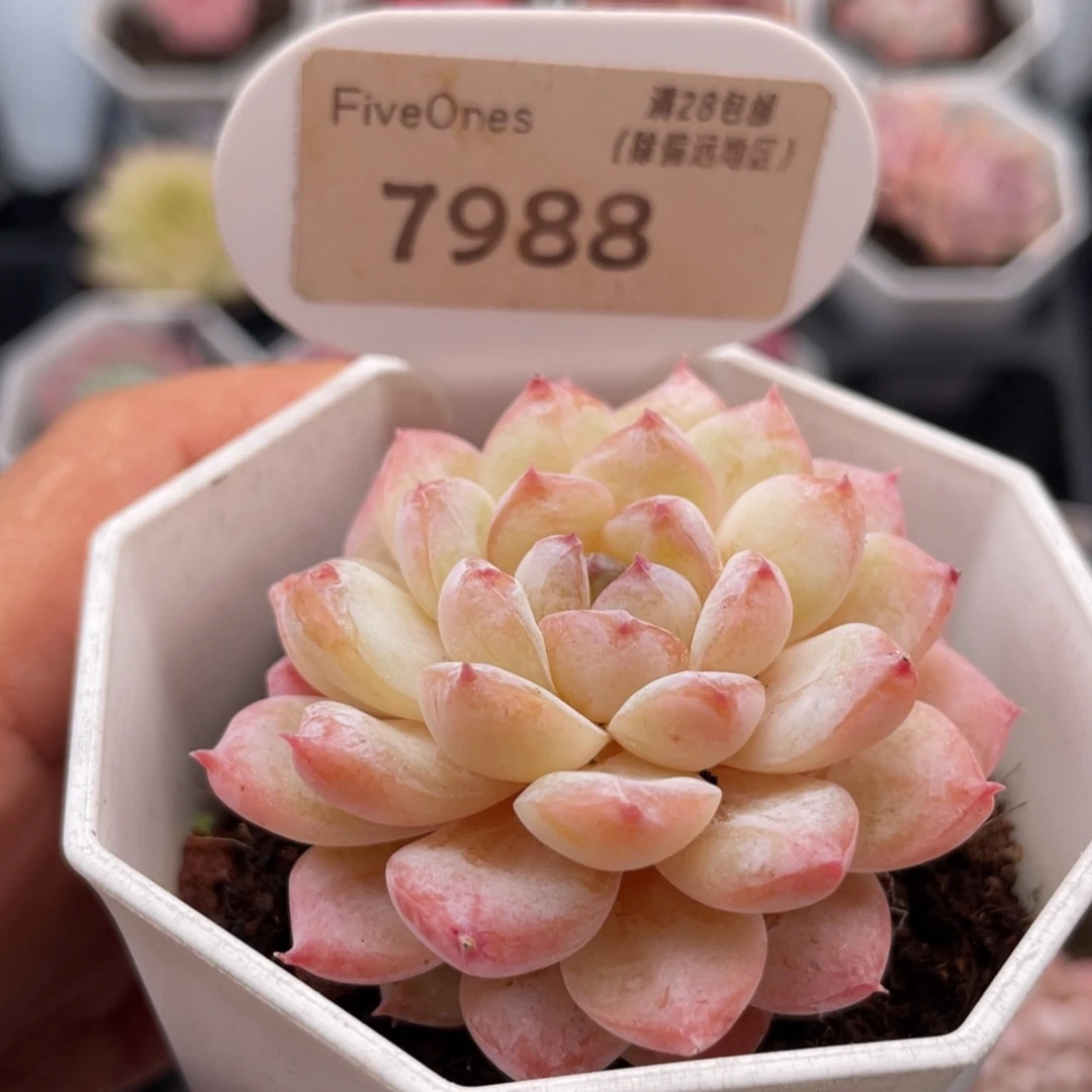 冰葡萄7988-5.0厘米