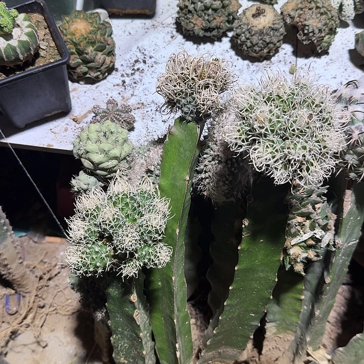 蕾***靴飞鸟仙人球两个大仙人球