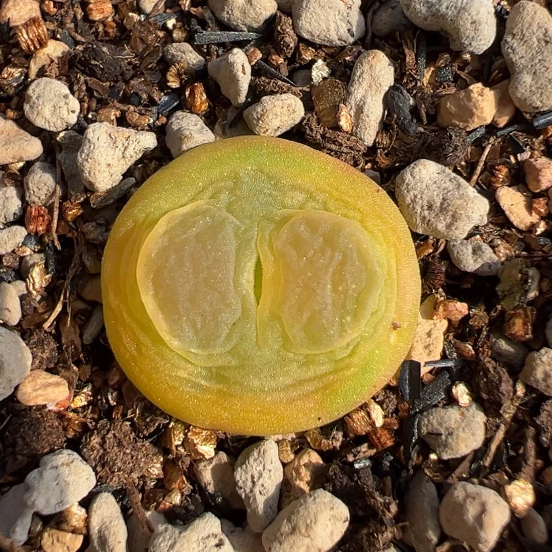 贴地飞奶黄粉拉登多肉