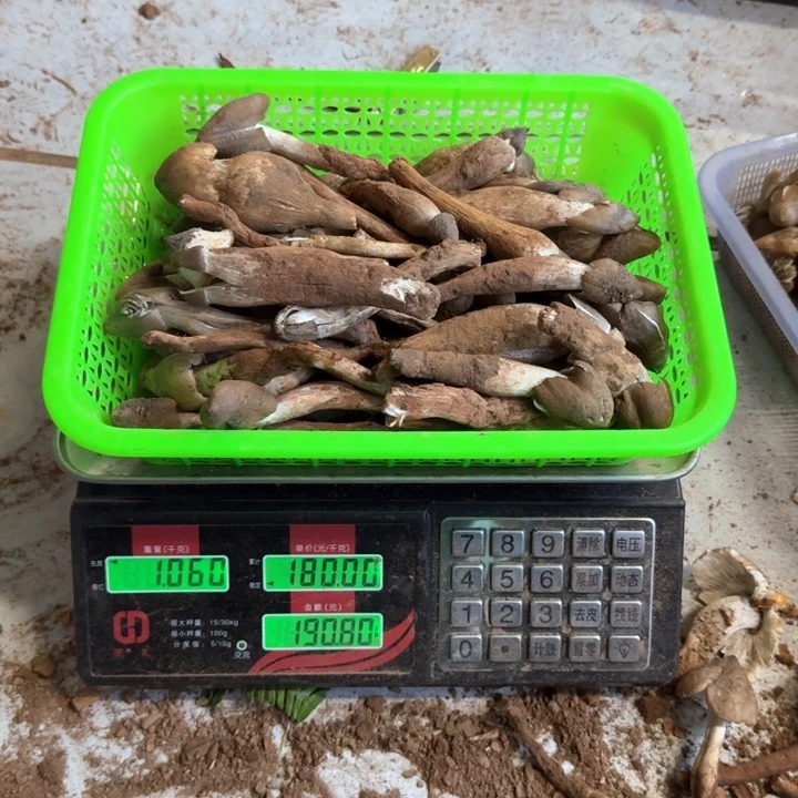 乌***机火把鸡枞中国大陆