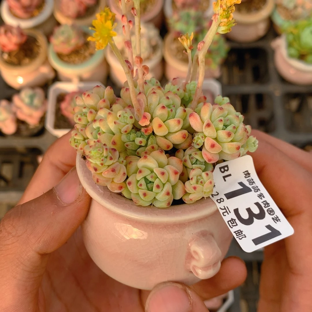 P肉萌萌5cm拇指盆精控多肉BL131