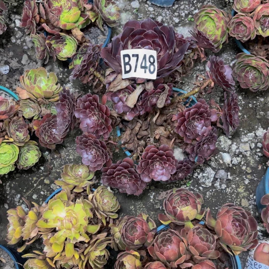 墨铜法师28/—5包邮