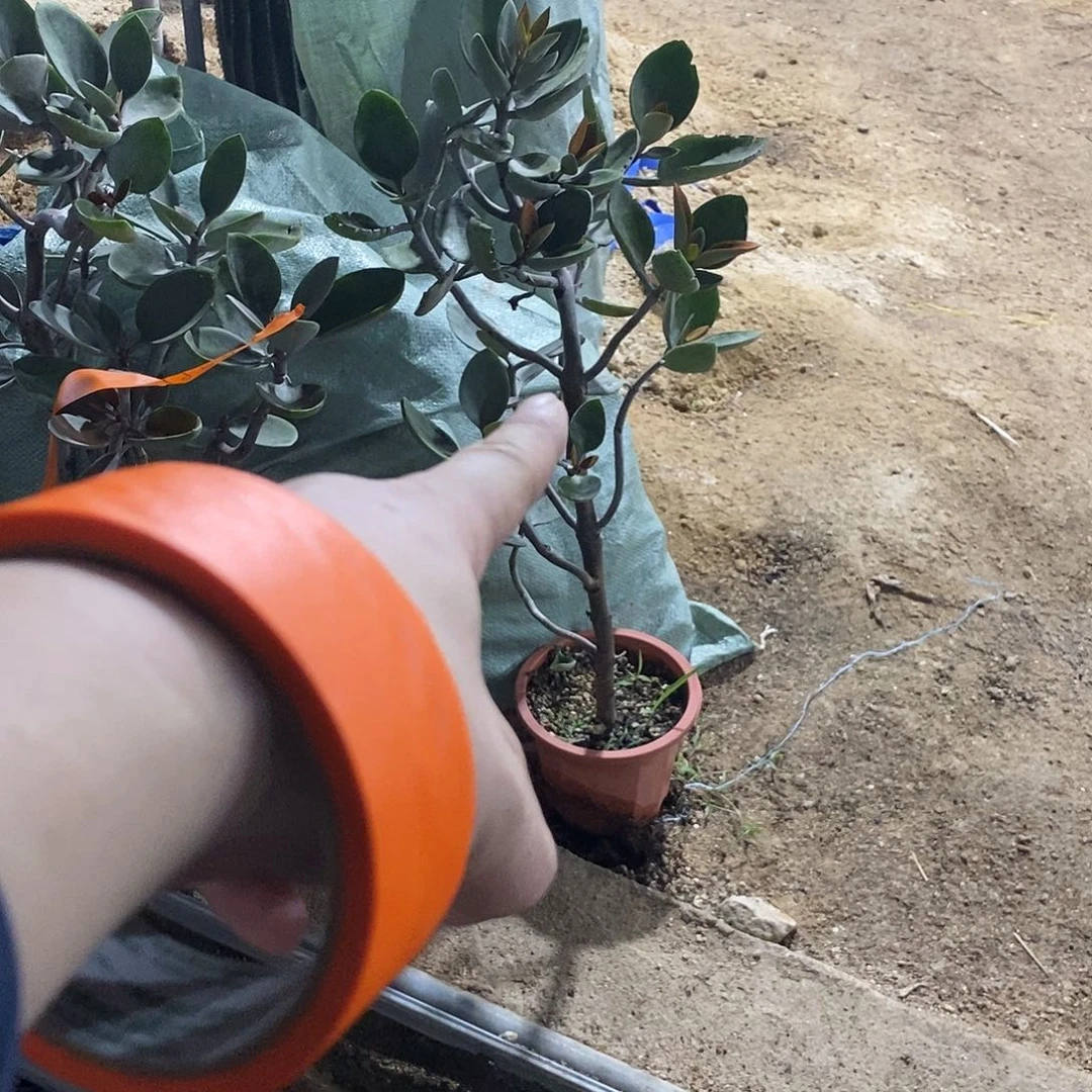 无花朵g****700000000000000