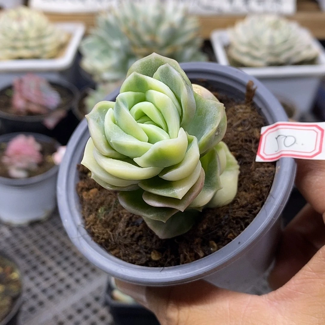 2750 可爱玫瑰花脸锦