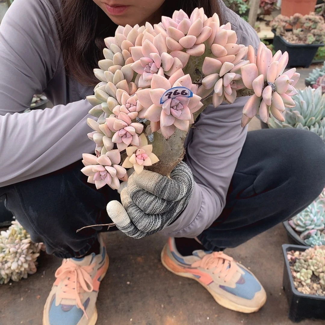 966淡雪锦缀 一物一拍多肉