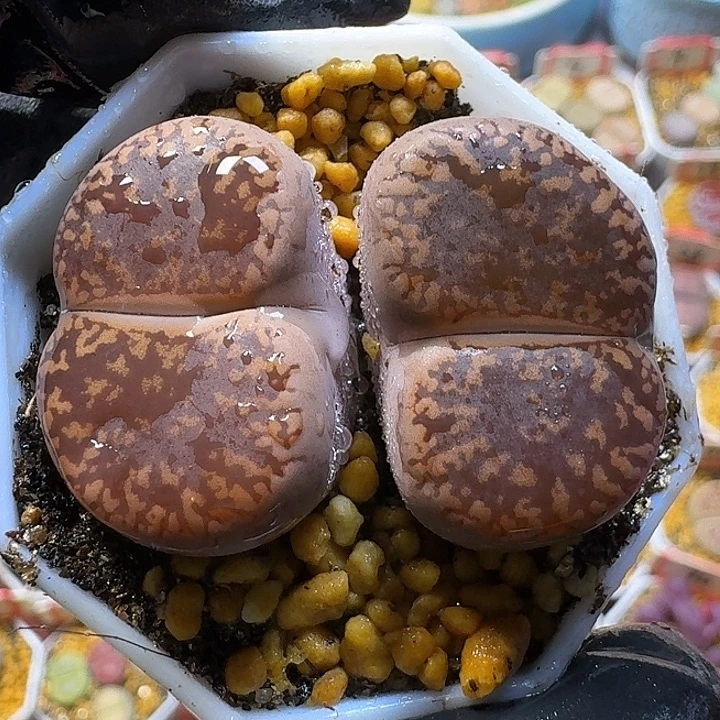 生石花111112。  196