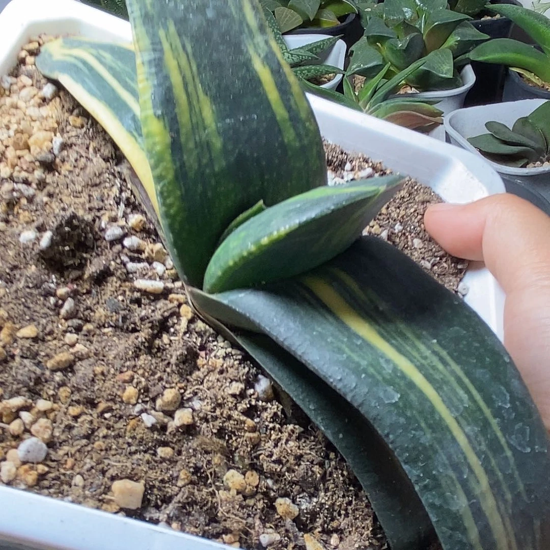 全***忆不带盆脱土裸根发货