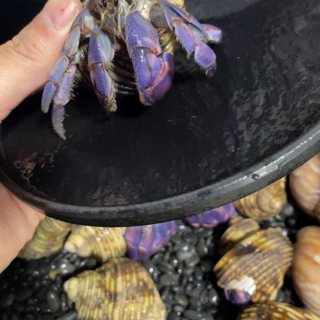 寄居蟹寄居蟹寄居蟹