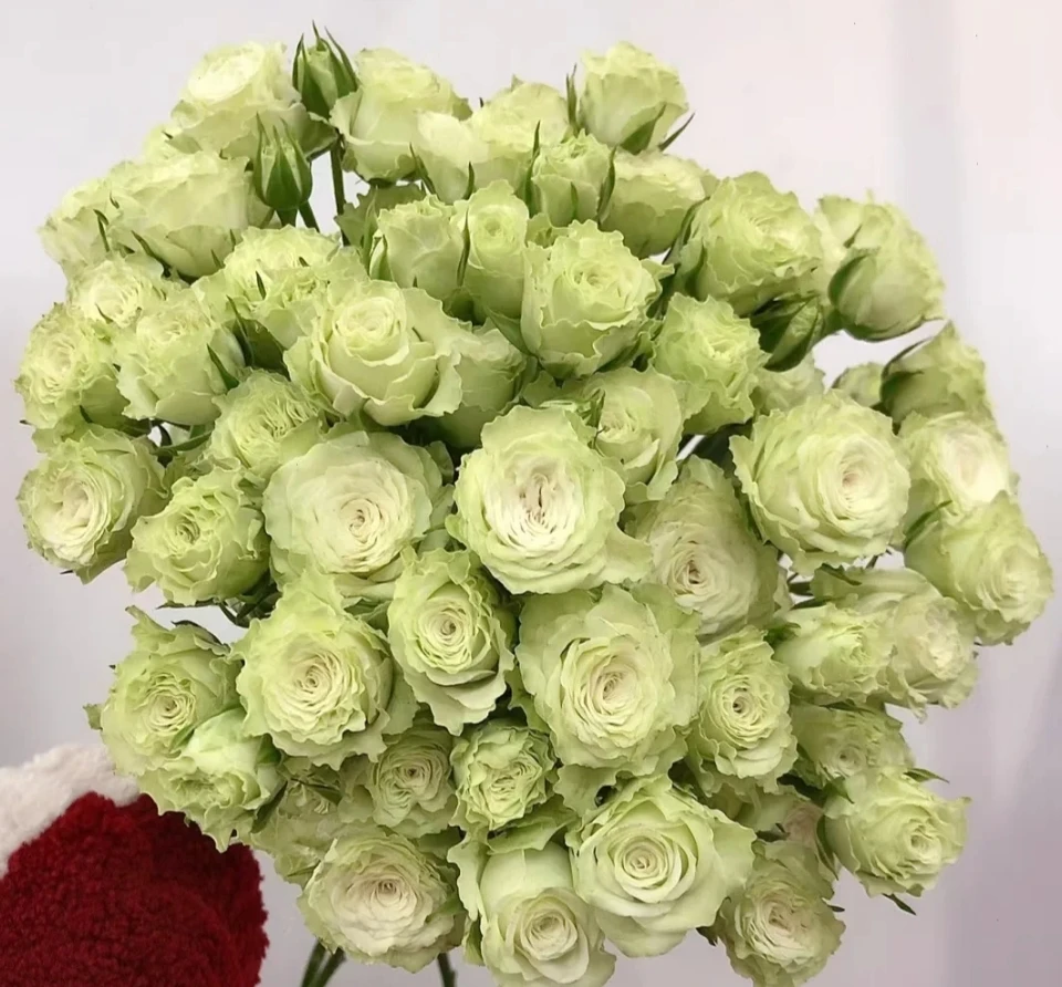 【新疆花之溪】繁星多头8-10枝（10%-20%不赔付）