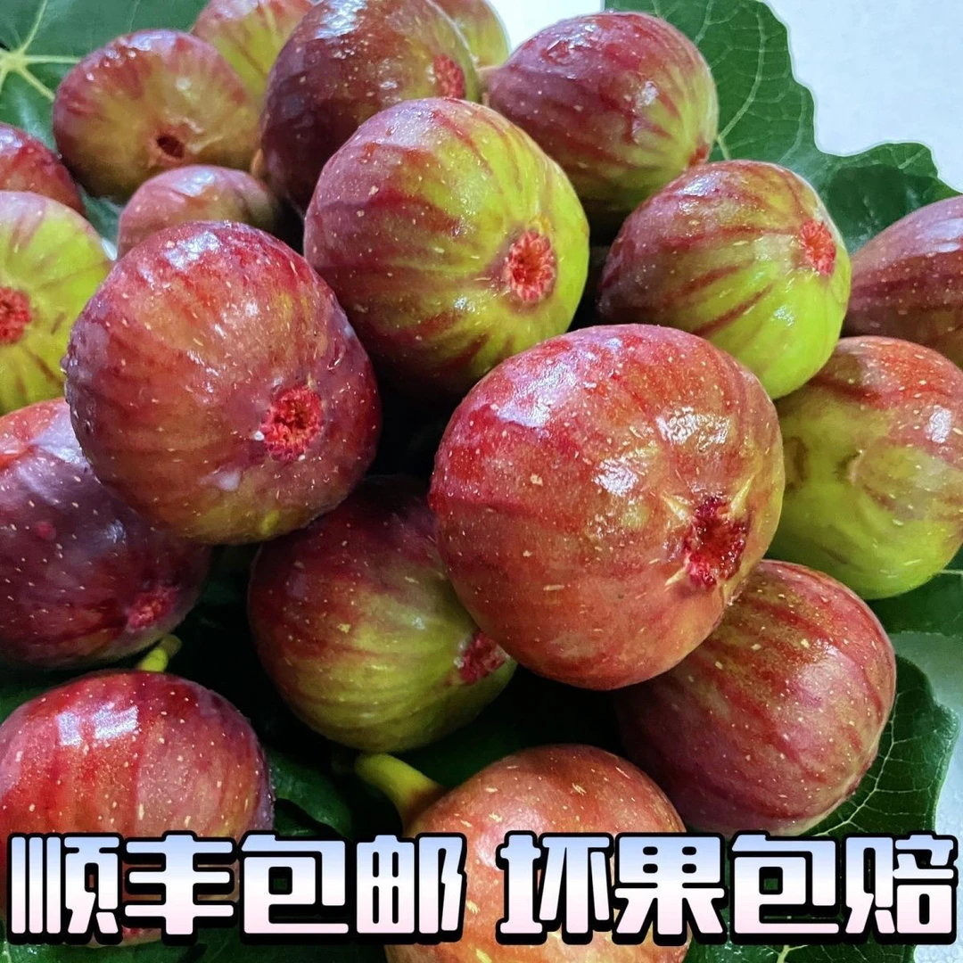红皮无花果现摘现发新鲜水果清甜可口产地直发顺丰包邮