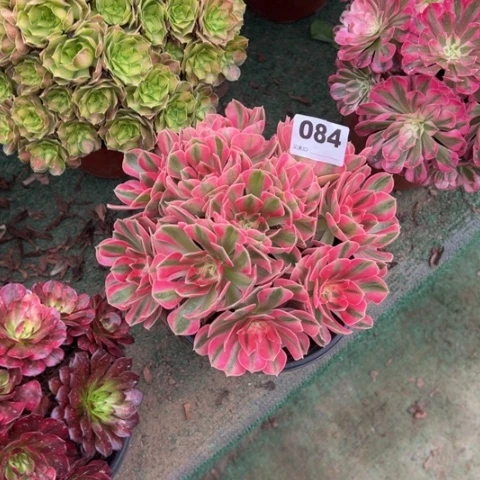 灰***6084粉女巫朵朵多肉，