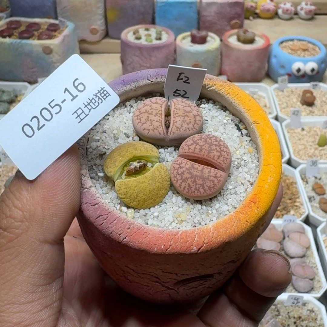 牛**施0205-016生石花