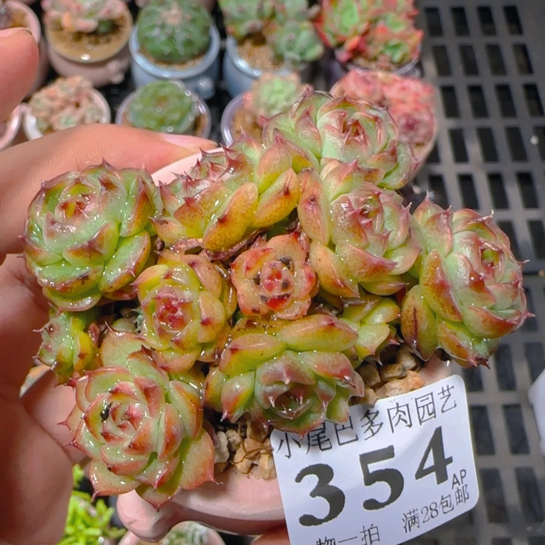 AP小尾巴5CM迷你拇指盆栽精控多肉354