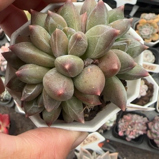 84重楼多肉植物多