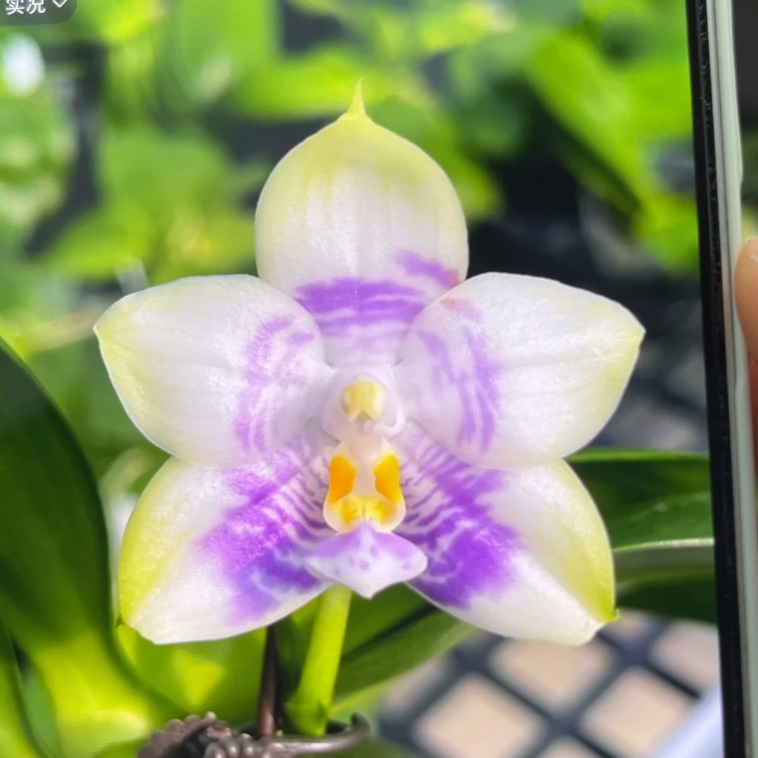 全部花苞3.5寸弥陀紫龙方阵花苞株