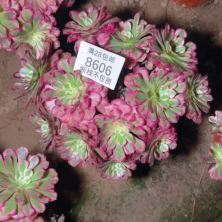 8606红铜白多肉植物
