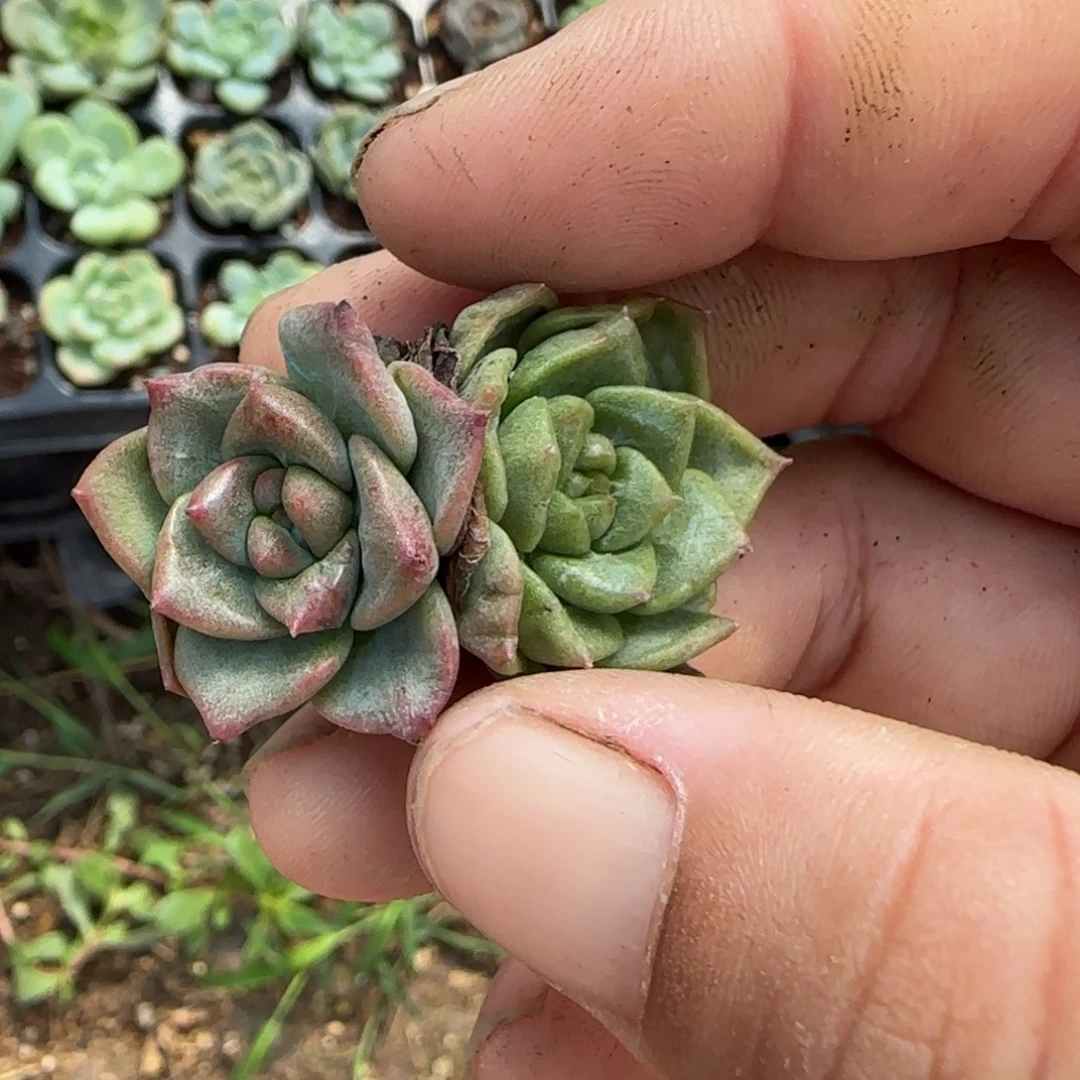 橘***猫小卡拉米糖心一物一拍2-80