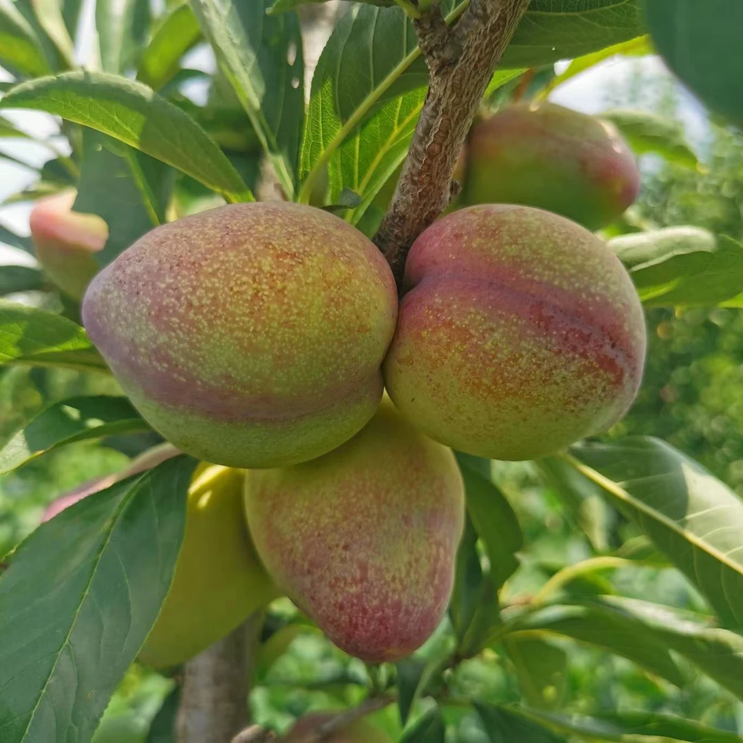 顺丰包邮精品吉盛李子干核离胡