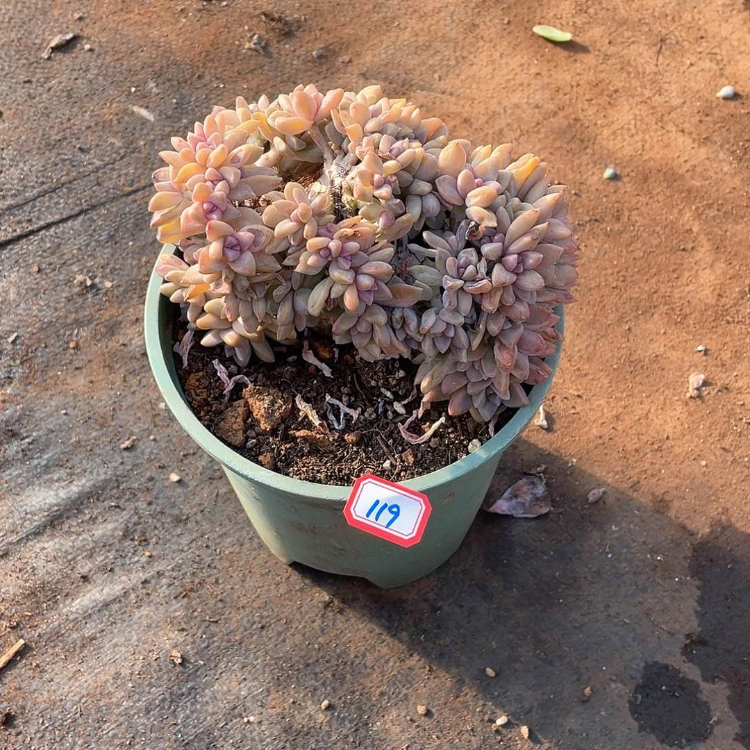 119淡雪缀 一物一拍多肉