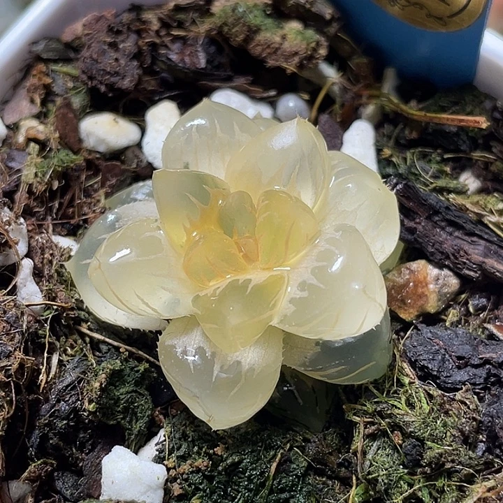 511糊斑水中月锦特选福利