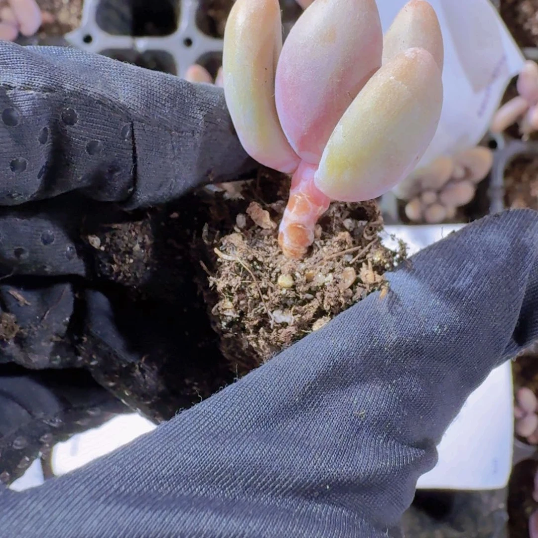 精品红手指两米三颗