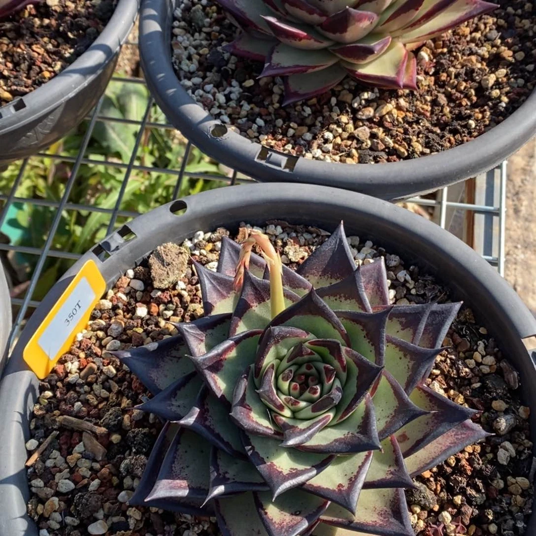 著350T美乌B-25.2.12