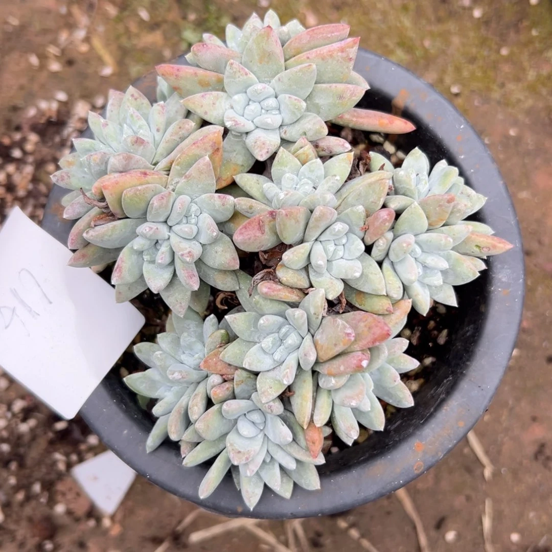 瑞吉娜～一物一拍617