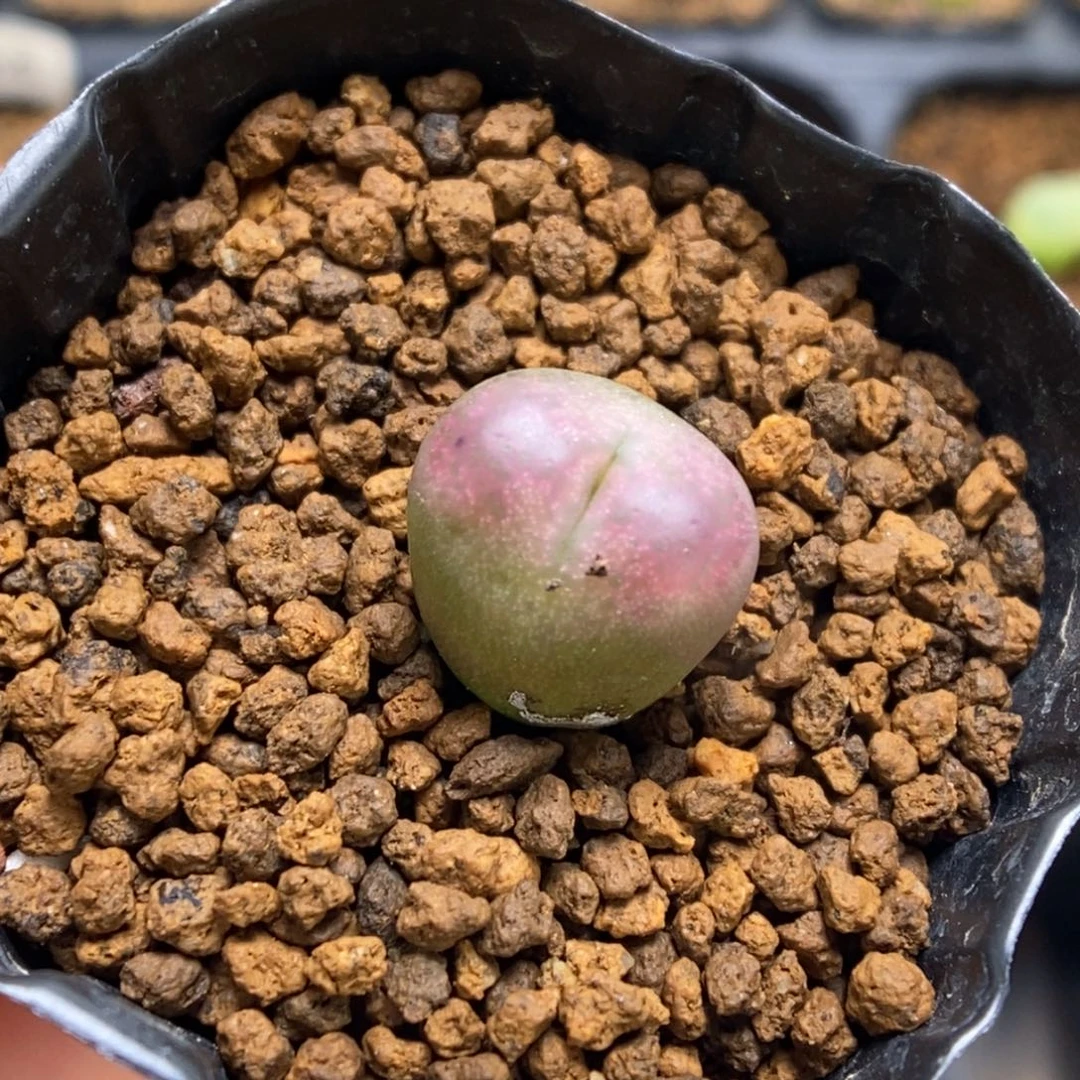 多肉植物肉锥杂交K-249（1.1）吕将