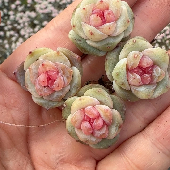 379号王者系列珍妮一盒