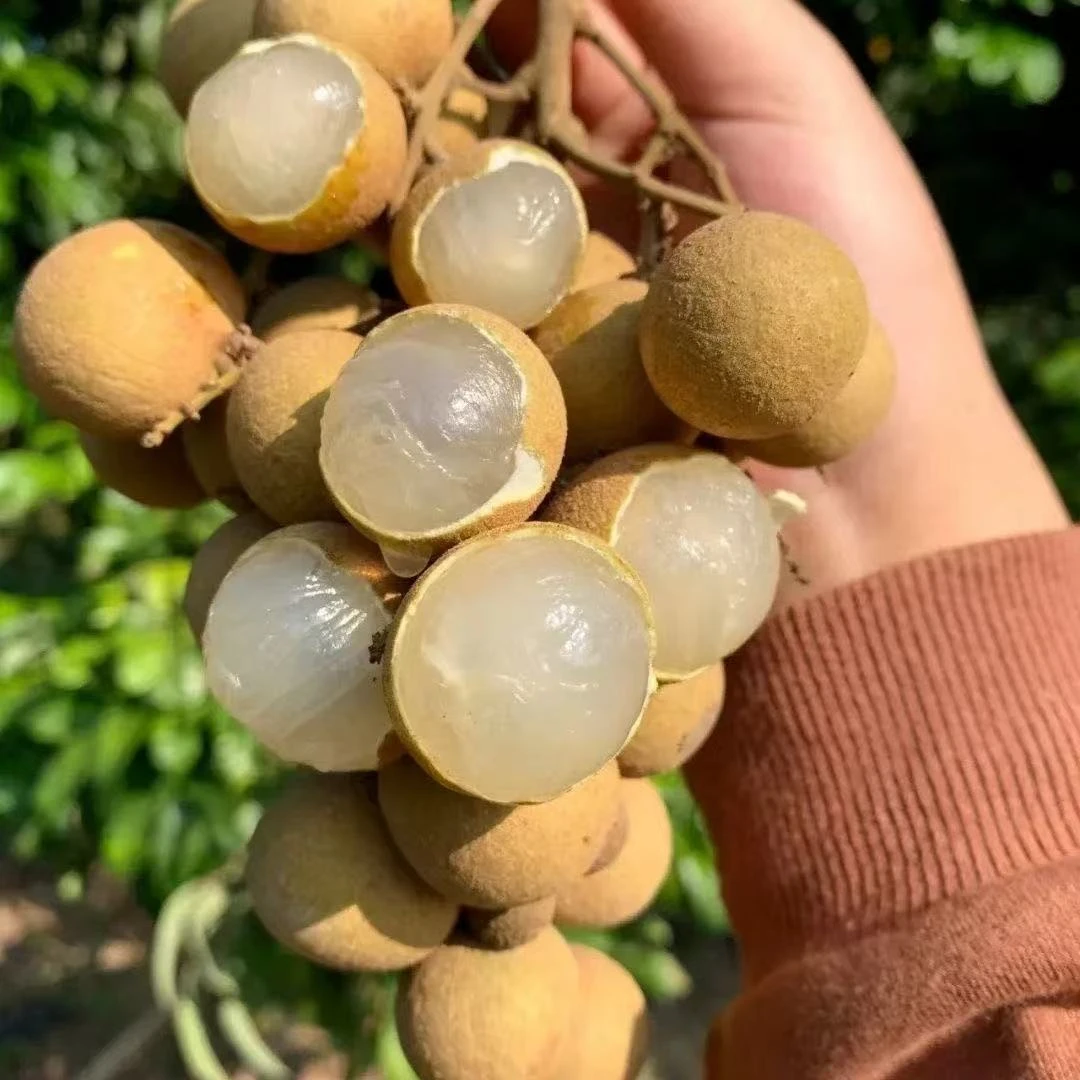 新鲜现摘现发正宗广东高州石硖龙眼百年龙眼新鲜