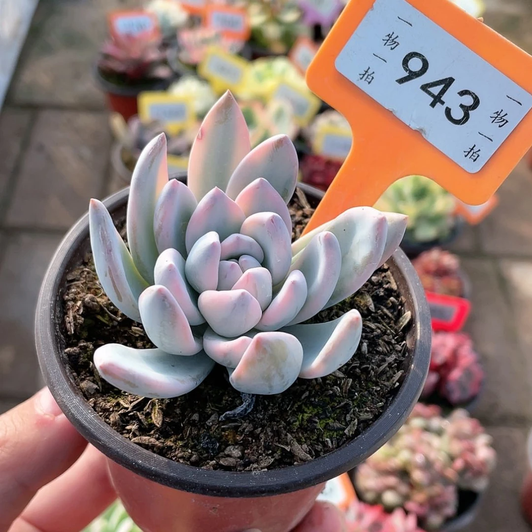 【闪购商品】943号