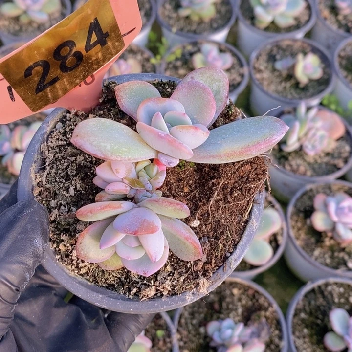 Y***n284号韩版奶茶一颗