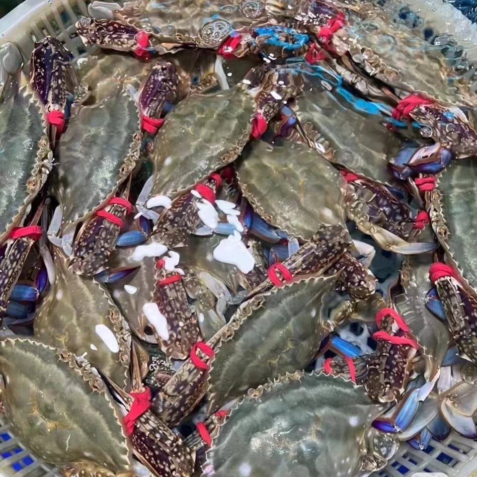 【鲜活舟山梭子蟹1只】150~250g(带绑绳量3-5两)需要多大拍多大·非【保鲜不保活】