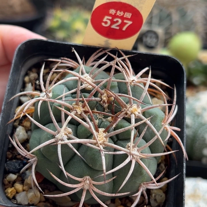 实生狂刺剑魔玉5.4cm