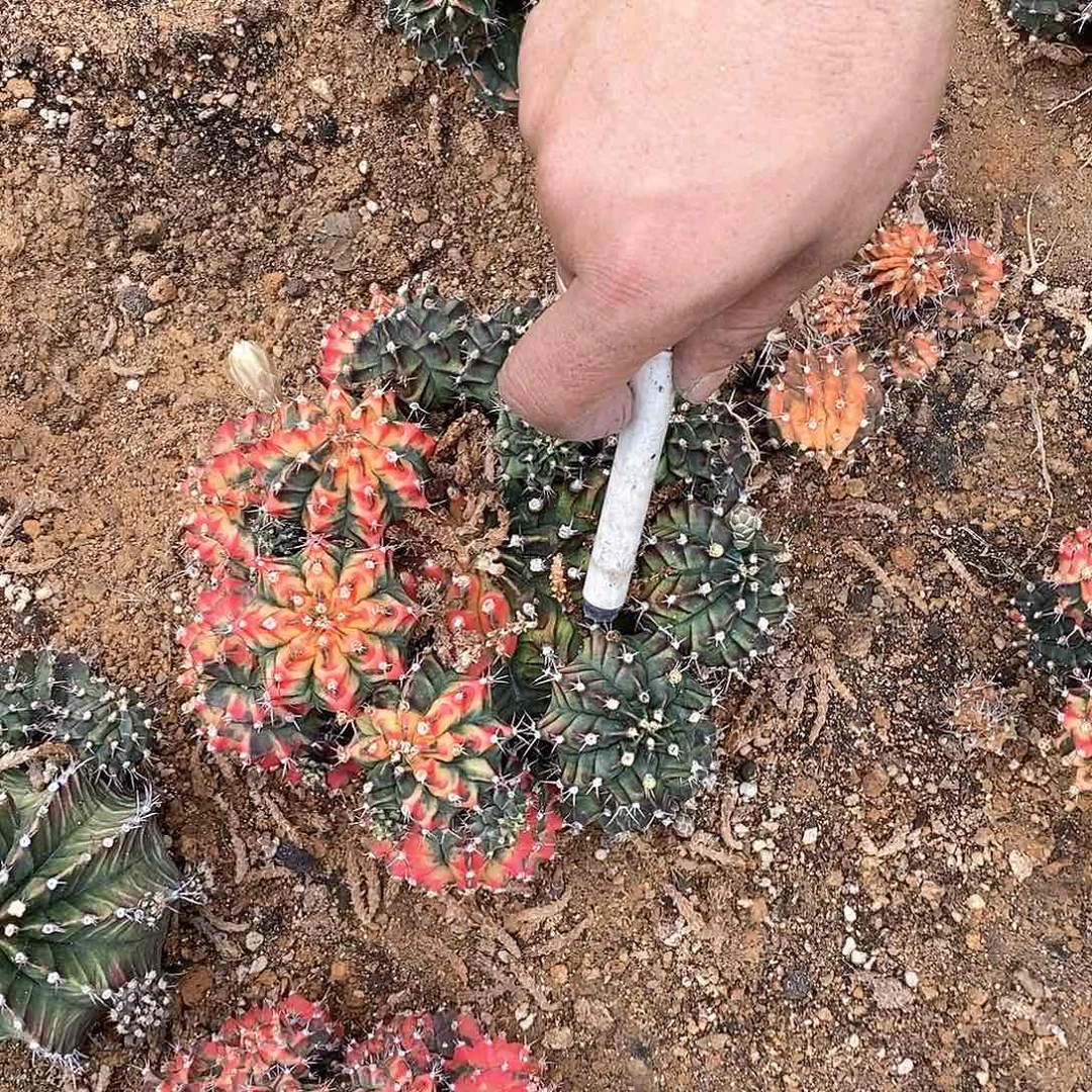 6号。绯牡丹锦。