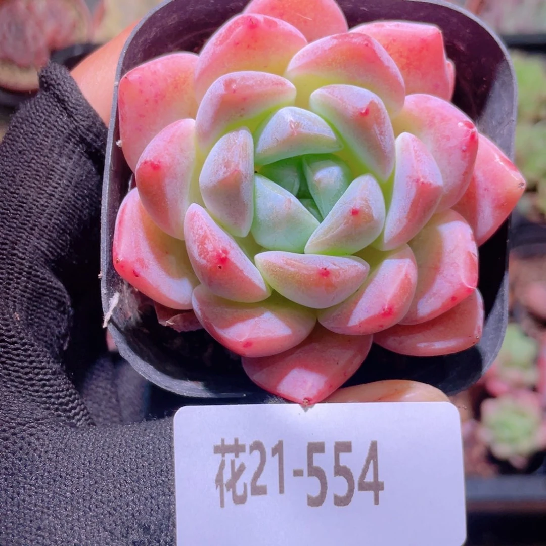 花利用21-554冰糖
