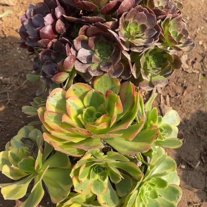 无花朵680多肉植物组合无售后