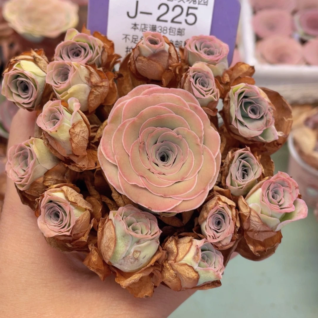 山地玫瑰J225断枝不包损不售后