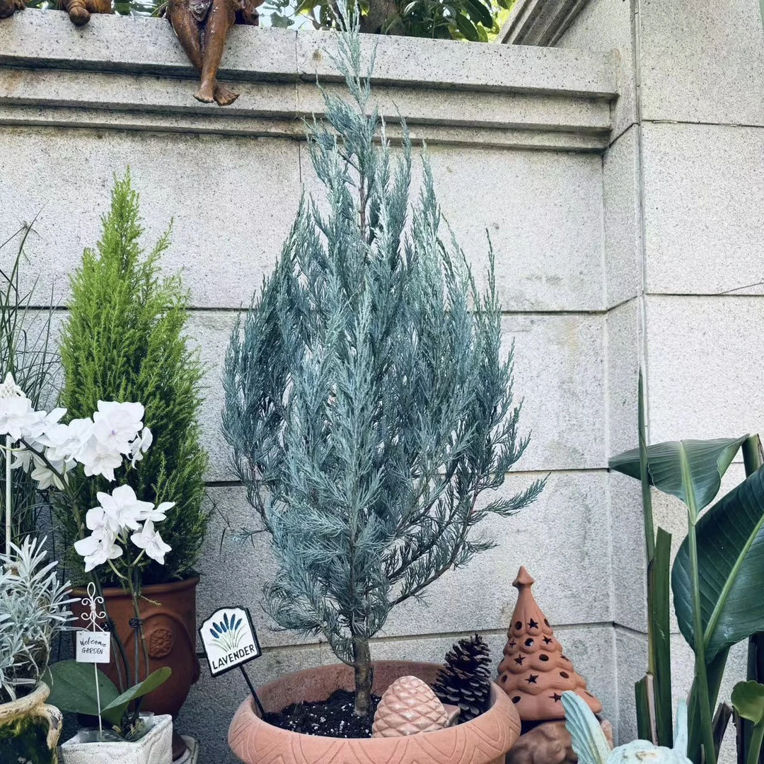 落基山圆柏 蓝色天空 蓝箭柏 四季常青 多年生耐寒阳台花园庭院