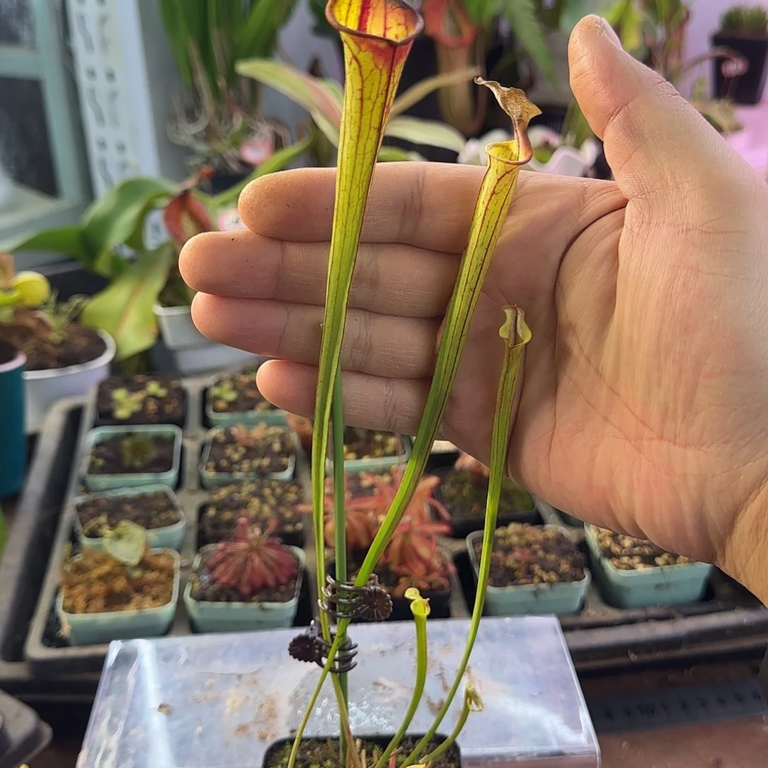 完全开放帝王黄F18