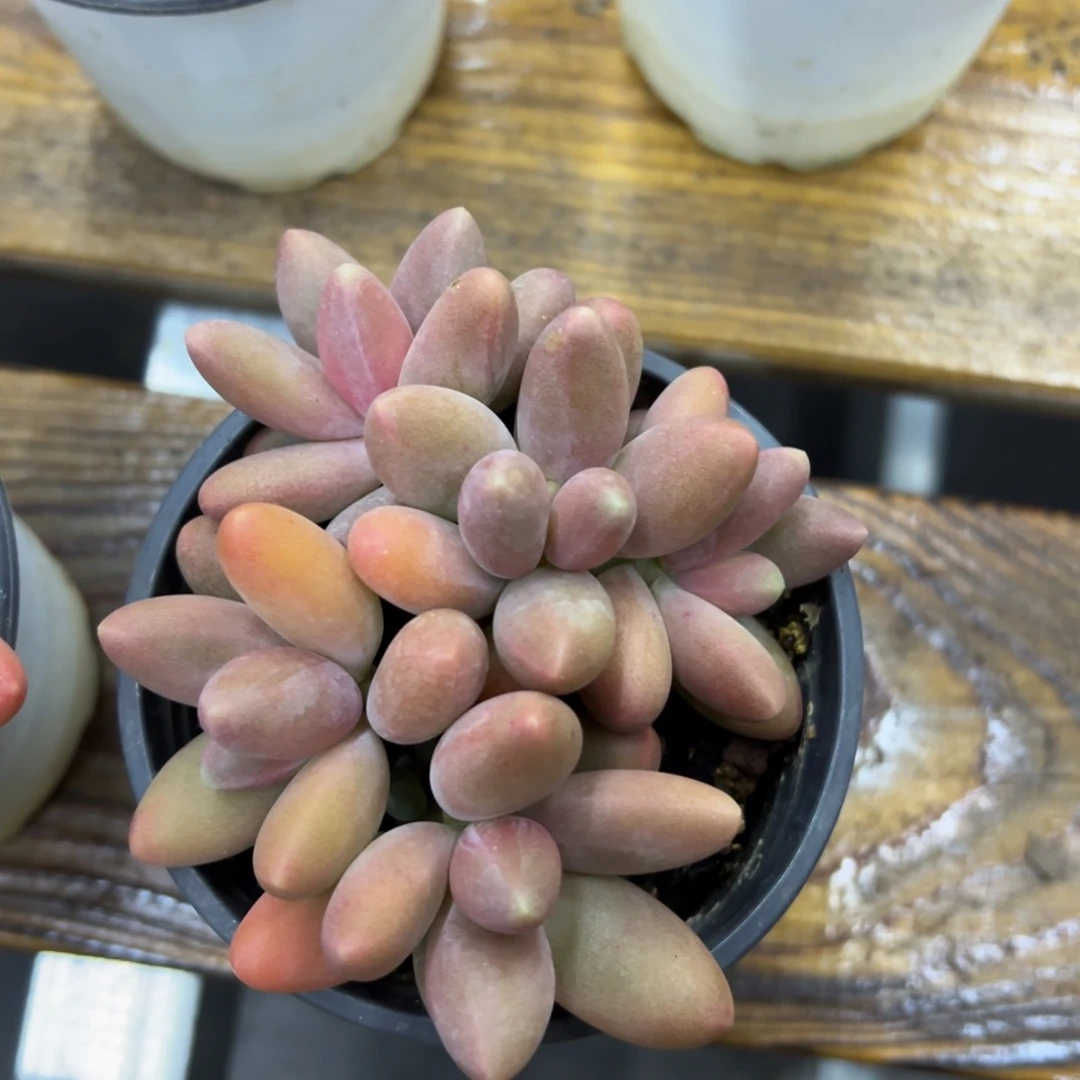 张张精品多肉糖果