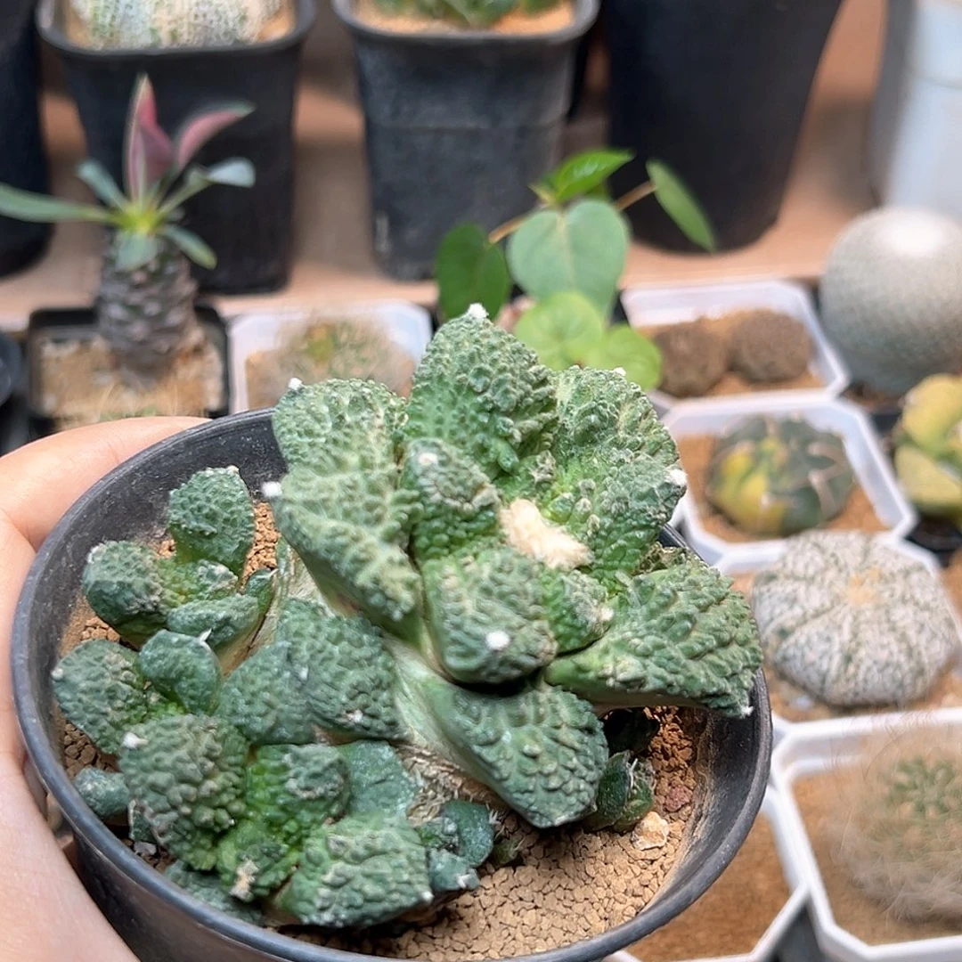 无花朵9头哥斯拉牡丹自根带盆发货
