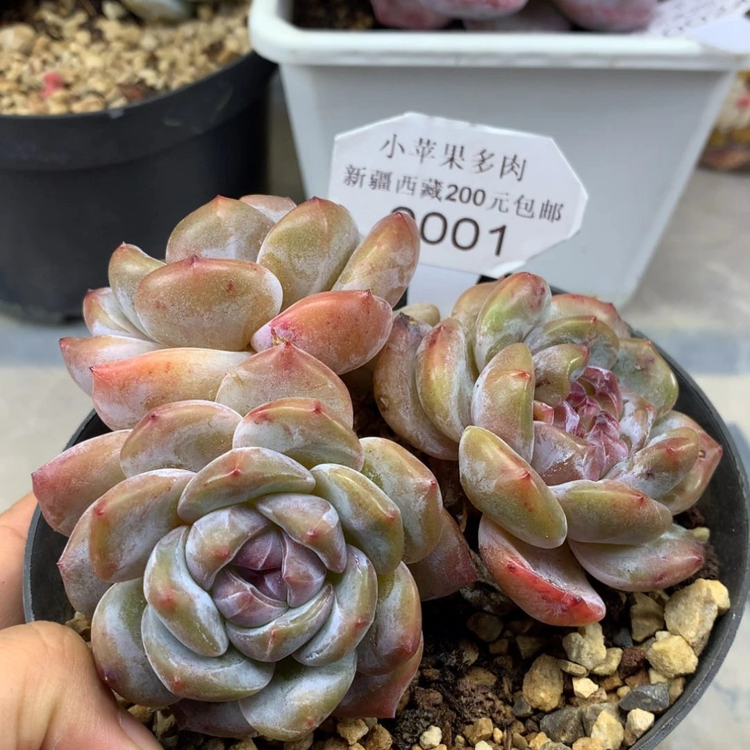 绿底紫心001/11cm3头