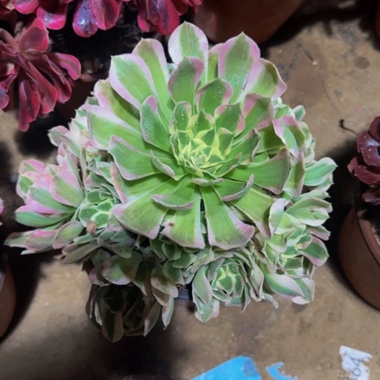 雨花石9.9多肉植物