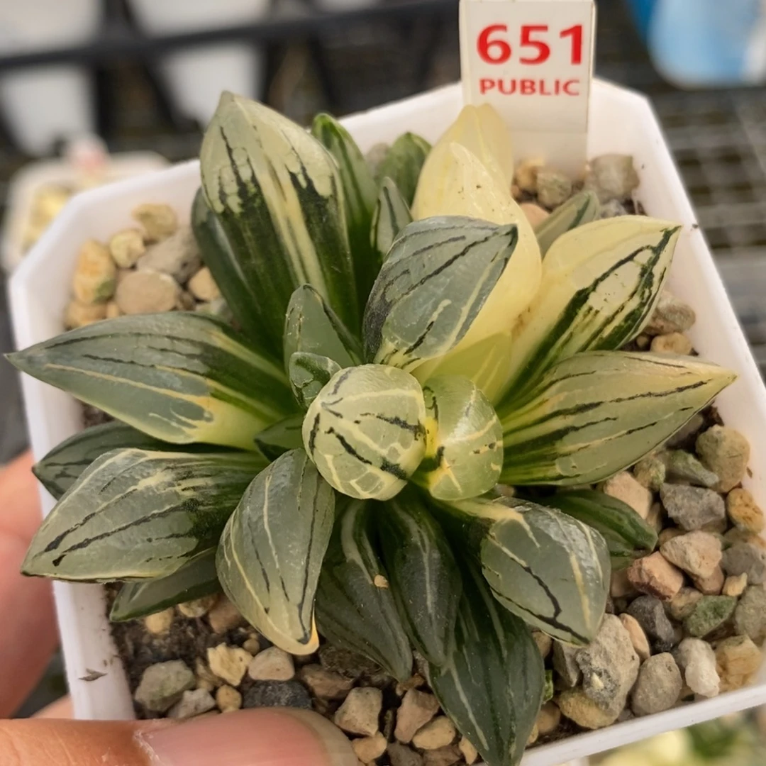 651西瓜锦一物一拍