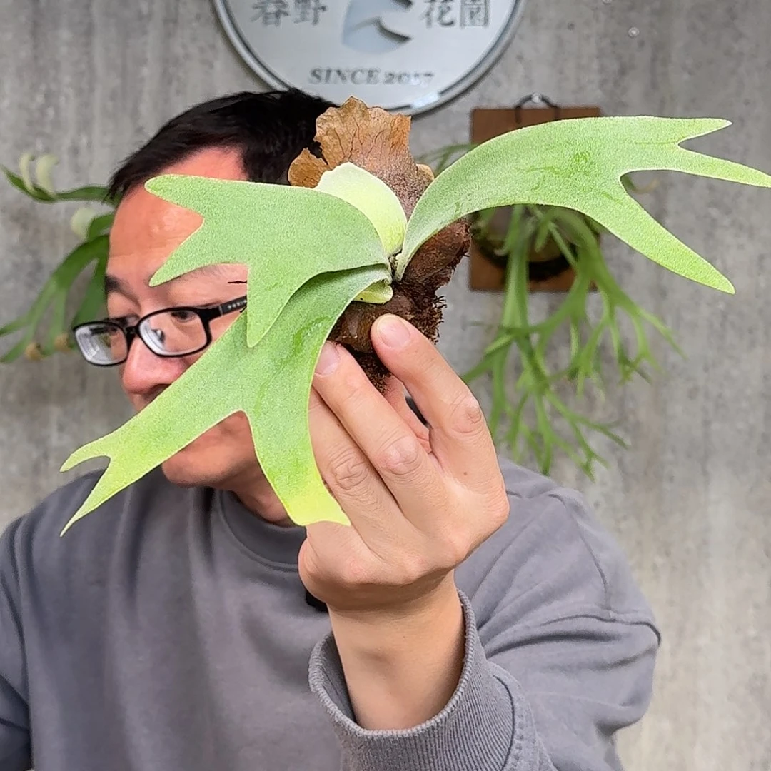完全开放Wila4号现场拆侧芽上板发货