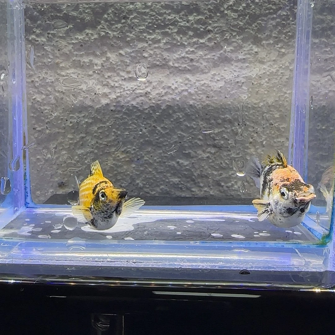 孔雀鱼小老虎玛丽。1号